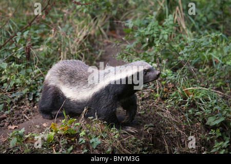 Honey Badger o ratel, Mellivora capensis, prigionieri nativi a Africa Foto Stock