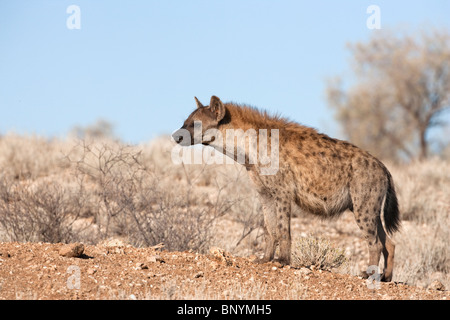 Avvistato iena, Crocuta crocuta, Kgalagadi Parco transfrontaliero, Northern Cape, Sud Africa Foto Stock