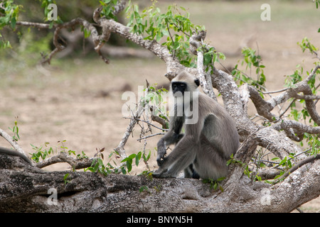 Hanuman Langur, Hanuman Langure, Semnopithecus priamo adulti dormono in Yala National Park nello Sri Lanka Foto Stock