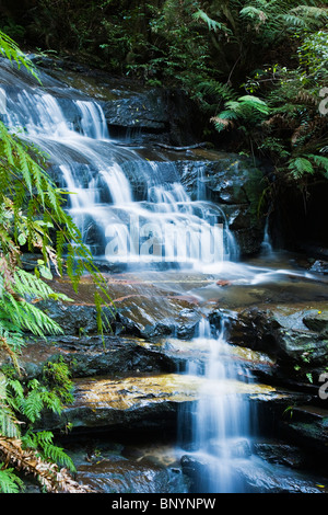La foresta pluviale cascata nella Valle delle acque. Blue Mountains, Nuovo Galles del Sud, Australia Foto Stock