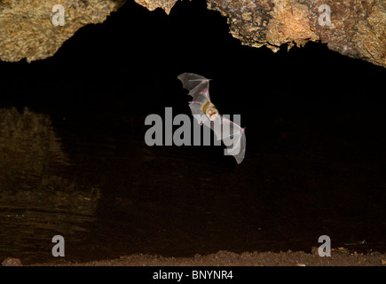African trident pipistrelli (Triaenops afer) battenti in grotta, Kenya Foto Stock
