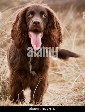 Brown lavora Cocker Spaniel cucciolo Foto Stock