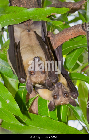 Pipistrelli di frutta africani di colore paglierino (Eidolon helvum), Kenia costiera. Foto Stock