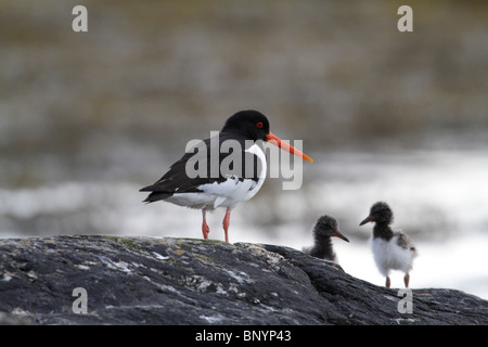 Eurasian Oystercatcher, Haematopus ostralegus, su di una spiaggia rocciosa in Norvegia (Styrkesnes, Nordland Fylke), e due pulcini Foto Stock