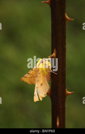 Con spallamento canarie Thorn Moth Ennomos alniaria poggiante su brambles Foto Stock