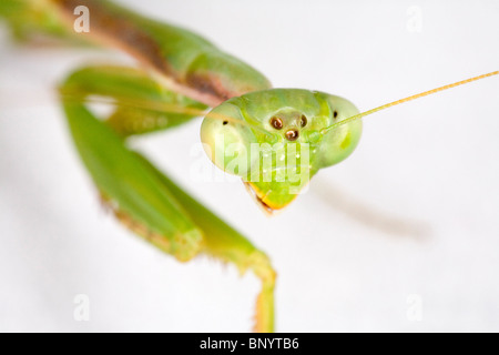 Mantide religiosa dall'ordine Mantodea Foto Stock