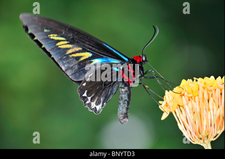 Rajah Brooke's Birdwing Butterfly alimentazione su un giallo Ixora flower in moto volanti - Trogonoptera brookiana Foto Stock