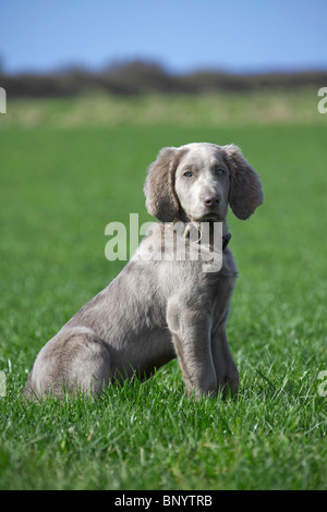 Weimaraner (Canis lupus familiaris) il cane con i capelli lunghi puppy in campo, Germania Foto Stock