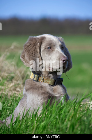 Weimaraner (Canis lupus familiaris) il cane con i capelli lunghi puppy in campo, Germania Foto Stock