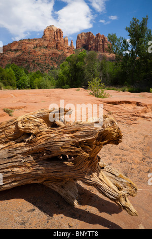 Sedona, in Arizona - Cattedrale Rock visto dalla pietra arenaria golena di Oak Creek, al Red Red Crossing. Weathered driftwood Stump. Foto Stock