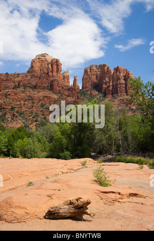 Sedona, in Arizona - Cattedrale Rock visto dalla pietra arenaria golena di Oak Creek, al Red Red Crossing. Weathered driftwood Stump. Foto Stock