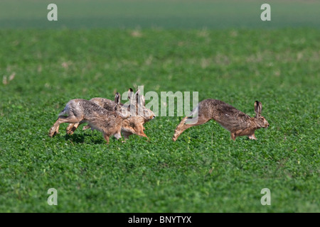 Unione Brown lepre (Lepus europaeus), bucks inseguono doe durante la stagione della riproduzione, Germania Foto Stock