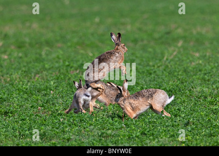 Unione Brown lepre (Lepus europaeus), bucks inseguono doe durante la stagione della riproduzione, Germania Foto Stock