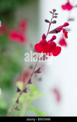 La Salvia x jamensis " Red Velvet". Salvia Microphylla " di velluto rosso. Baby Salvia Foto Stock