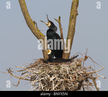 Maschio grande cormorano (Phalacrocorax carbo) visualizzazione a femmina per il loro nido in una struttura ad albero Foto Stock