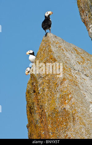 Foto di stock di tre cornuto i puffini arroccata su una roccia. Foto Stock