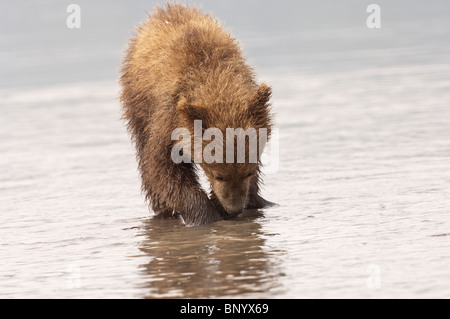 Foto di stock di Alaska marrone costiere Bear Cub caccia per i cannolicchi con la bassa marea. Foto Stock