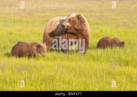 Foto di stock di un Alaskan orso bruno sow e due cuccioli in un prato di falasco. Foto Stock