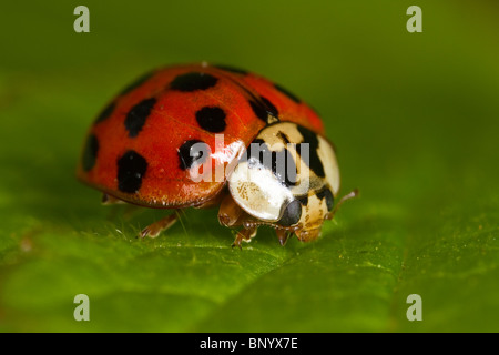 Harlequin Ladybird (Harmonia axyridis) su una foglia Foto Stock