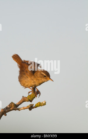 Settentrionale (inverno) Wren (Troglodytes troglodytes) arricciatura le sue piume mentre appollaiato su un ramo Foto Stock