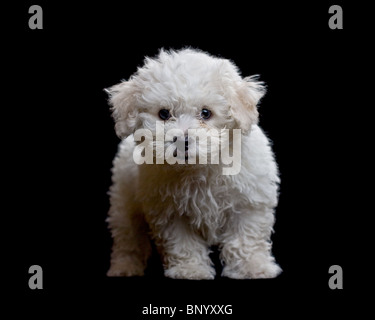 Un bichon frise cucciolo contro uno sfondo nero Foto Stock