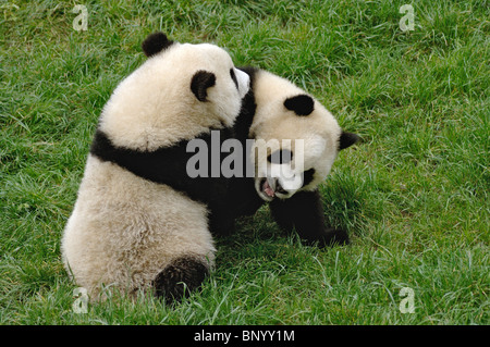 Due giovani panda in un giocoso combattiamo, Wolong, Sichuan, in Cina Foto Stock