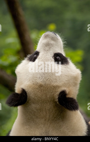 Panda gigante cercando skywards, Wolong, nella provincia di Sichuan, in Cina. Foto Stock