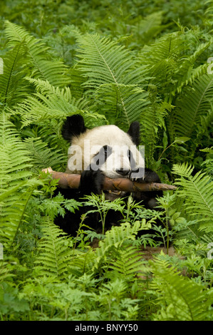 Panda gigante che giace tra le felci, Wolong, Sichuan, in Cina Foto Stock