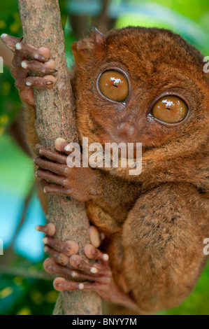 Tarsier- il più piccolo primate sulla terra Foto Stock