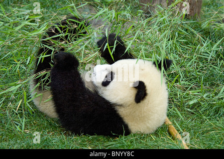 Sei-mese-vecchio panda cub di wrestling con bambù con tutte e quattro le zampe, Sichuan, in Cina Foto Stock