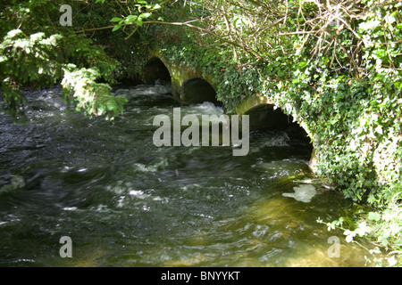 Fiume Alre, Alresford, Hampshire, Inghilterra, Regno Unito. Foto Stock