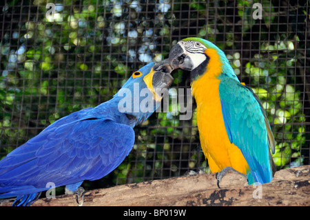 Ara Giacinto, Anodorhynchus hyacinthinus, combattendo con blu-giallo Macaw, Ara ararauna, di Foz do Iguaçu, Parana, Brasile Foto Stock