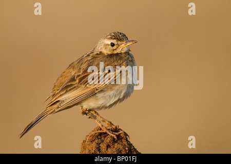 Un Paddyfield Pipit (Anthus rufulus). Foto Stock