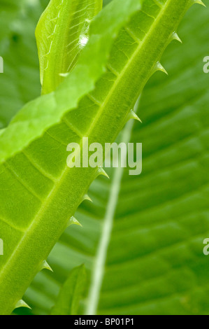 Close up di spine sulla vena principale della foglia teasel (Dipsacus fullonum) Foto Stock