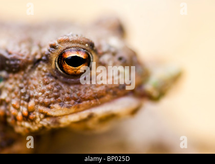 Una macro shot di rospi occhio. Foto Stock