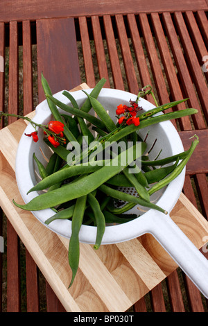 FAGIOLI SCARLATTO IMPERATORE. Foto Stock