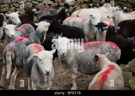 Herdwick e Swaledale le pecore e gli agnelli in una penna per wormingt Foto Stock