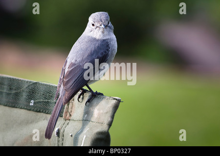 White-Eyed Slaty Flycatcher (Melaenornis fischeri), Ngorongoro, Tanzania, Luglio 2007 Foto Stock