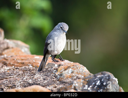 White-Eyed Slaty Flycatcher (Melaenornis fischeri), Ngorongoro, Tanzania, Luglio 2007 Foto Stock