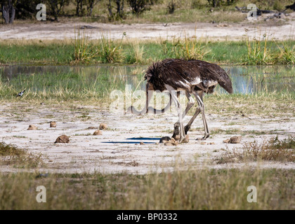 Comune (struzzo Struthio camelus), Botwana, Giugno 2009 Foto Stock