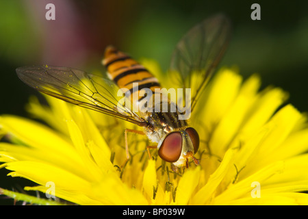 Episyrphus balteatus hoverfly alimentazione su un fiore giallo Foto Stock