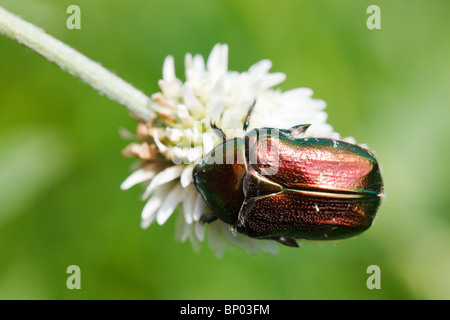 Cetonia aurata, rose chafer nella natura selvaggia. Foto Stock