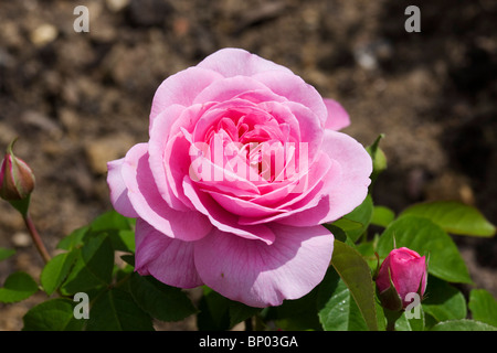 Una rosa rossa. Foto Stock