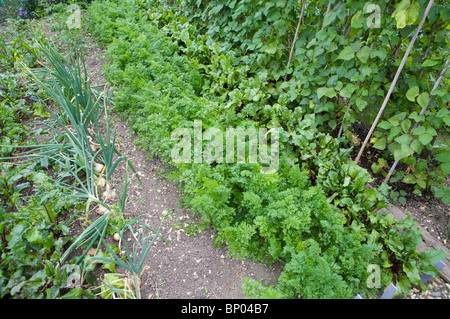 Righe di vegetali che crescono su un riparto Foto Stock