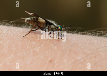 Un cervo fly Chrysops (sp) succhiare il sangue su un essere umano. Foto Stock