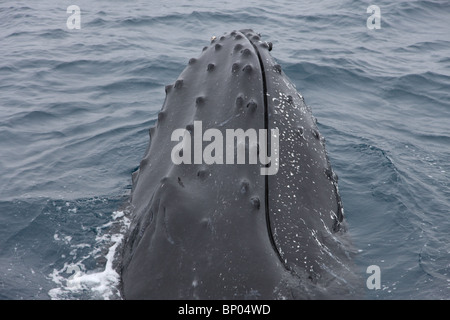 Humpback balene in Antartide visto da una barca a vela Foto Stock