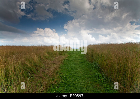 Max Patch, Appalachian Trail, Pisgah National Forest, NC Foto Stock