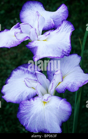 Iris ensata 'Hoshi Akari' blu e bianco fiore fiori del giardino di piante vegetali giapponese bandiere bandiera iridi Foto Stock