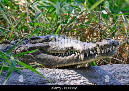 Coccodrillo americano (Crocodylus acutus) illuminata dal sole sulla riva del fiume. La Tovara, Nayarit, Messico Foto Stock