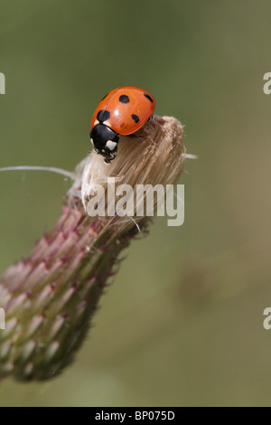 Sette-spotted ladybeetle, Coccinella septempunctata Foto Stock